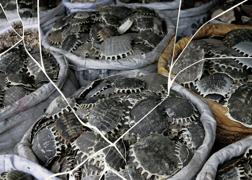 Sacks of turtle shells displayed at a traditional Chinese medicine market.